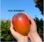 농가직송 제주 애플망고 10과 (3kg) : 서귀포 황제농장