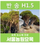 반송 H1.5m 소나무 분묘 용달발송 : 서울 농원