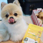 강아지 비타민 고양이 반려견 영양제 리얼펫 햇살비타민 60포 : 리얼펫 공식몰