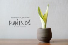 산세베리아 옐로우 선샤인 디어마이토분 상감무늬 U팟 무늬 포함 27cm / dearmypot Sansevieria yellow sunshine. : 플랜츠온