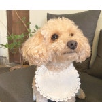 댕댕에디션 강아지옷  하트레이스 케이프 스카프 : 얼반데일리