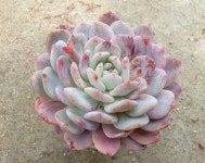 [수암다육] 오렌지먼로 Echeveria monroe(orange) 다육 다육이 다육식물 국민다육 다육이키우기 선인장 미니선인장 : 수암다육농장