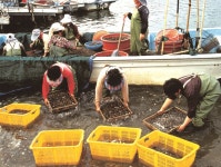 HACCP 국내산 섬진강 재첩국 하동 제첩국수  정형만재첩국 3팩 : 블랙하모니