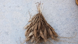 소백산 생천문동 1Kg : 단양미노골농원
