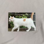 런던다락 유럽을 담은 엽서 - 네 발 친구들 7종 : 런던다락