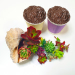 [수암다육] 다육아트 DIY 키트 올인원 패키지 다육이포함 어버이날 스승의날 수제 카네이션 : 수암다육농장