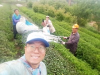 선다원 녹차 엽차 300g 유기농 보성녹차 카페 업소용 대용량 TEA 마시는차 효능 : 보성녹차선다원