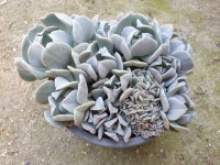 Echeveria runyonii topsy turvy 톱시토비 다육 다육이 다육식물 국민다육 다육이키우기 철화 crested 선인장 미니선인장 : 수암다육농장