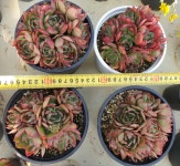 [수암다육] 양진 랜덤발송 Echeveria yangjin 다육 다육이 다육식물 국민다육 다육이키우기 선인장 미니선인장 : 수암다육농장