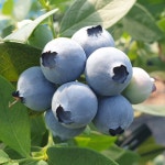 무농약 생블루베리 국산 햇 블루베리생과 왕특 1kg : 공주 삼형제농원