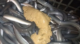 신계수산 국내산 풍천 민물장어 자포니카 당일 1kg 손질후 700g내외 : 신계수산