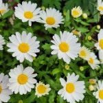 샤스타데이지 씨앗 2000립 종자 씨 여름구절초 노지월동 야생화 봄 여름 가을 겨울 : 주주씨앗