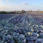 띠앗농장 물없이 60도 저온 추출 빨간 양배추즙 30포 : 띠앗농장