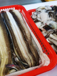 남해안 바다장어 붕장어 아나고구이 1kg 생물 중 (3,4미) : 삼천포 일미횟집