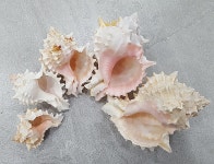 스토무스 소라 Hexaplex erythrostomus #핑크뮤렉스 : 하멜른