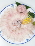 남해안 이시가리 줄가자미회 1kg(2미) : 삼천포 일미횟집