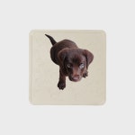 (3Color) 미끌리지 않고 깨끗한 강아지 향균 패드 매트(L) : United Pets