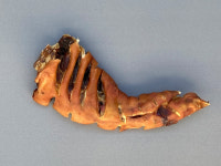 돼지족발 대형견간식 치석제거 도움 강아지족발 뼈 군침돌개 : 멍스타닷컴