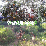 한길양계 동물복지 유정란 60구 친환경 무항생제 HACCP 축산물사육환경번호2번 : Newum뉴움