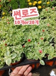썬로즈-10개or20개/잎이 통통하며 진분홍색 꽃 : 꽃나라엘리스
