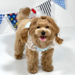 반려 강아지 옷 레이스 날개 티 나시 : 쏭퍼피