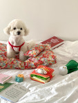 (big sale) 강아지 반려견 방석커버 앙쥬 플라워 단품 (자체제작) : 매일x오야오야