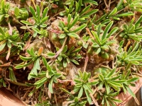 [수암다육] 묵은 아미산 랜덤발송 Euphorbia gabizan 군생 묵은둥이... 반려식물 국민다육 애완식물 선인장 미니선인장 : 수암다육농장