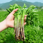 화순 불미나리 인진쑥 즙 100ml 2박스 총60포 국내산 건강즙 무첨가 선물세트 : 소굿마켓