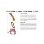미국 심장 관상동맥 모형 G2575 : 위너메디칼