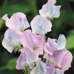 스위트피씨앗 10립 / 스위트피라벤다 꽃씨 몰 종자 화단만들기 정원가꾸기 조경 홈가드닝 : 주주씨앗