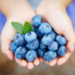 국내산 생 유기농 블루베리 왕특 1kg 친환경 무농약 : 북상주곶감