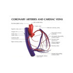 미국 심장 관상동맥 모형 G2575 : 위너메디칼