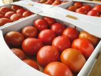 유럽종완숙토마토 3kg 무농약토마토 친환경토마토 장마루토마토농장 : 장마루 토마토농장