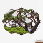 af470-폼아크릴액자78CmX56Cm엔틱A대형_굳건한풍수소나무 : 샵원츄