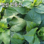 민둥산 정선곤드레 생곤드레 4kg 곤드레나물 산지직송 : 싱싱마루