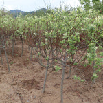 화이트핑크셀릭스 묘목 4년생 삼색버드나무 : 농원의 모든것