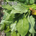 민둥산 정선곤드레 생곤드레 4kg 곤드레나물 산지직송 : 싱싱마루