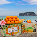 귤사랑 고당도 제주 감귤  3kg 4.5kg 9kg(실중량) : 참조은 MARKET