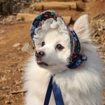 강아지썬캡 애견 모자 홀릭 샤방캡 아소비진 : 꼴레트멍멍 스토어