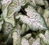 칼라디움 진저랜드 (CALADIUM gingerland) 구근 : 러브틸리즈