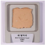 전시용 화석 (새발자국) MST-818 : 오피스안