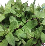 페퍼민트잎 박하 생잎 100g 장식용 칵테일용 데코용 허브 농장직송 민트차 향신료 : flavor