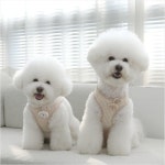 잇츠독 여름 꿀벌하네스 가슴줄 고양이 초소형견 아기강아지 새끼강아지 날개하네스옷 : 순진애견스쿨샵