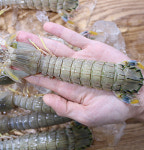 서천 생물 갯가재 1kg 15미 내외 쏙 털치 딱새 : 파인더키친