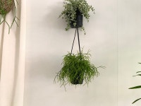 립살리스 카수타 행잉플랜드 / 키우기 쉬운 공중 식물, 실내 카페 인테리어 : 라메종베르트