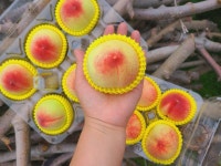 영동 딱딱이 말랑이 복숭아 천중도 신비 대극천 털 백도 황도 산지직송 : 상촌정야네농장