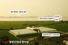 경기도 김포 명품 애기봉 민물장어 1kg 국내산 집에서 장어 구이 대물 무태장어 : 김포 애기봉 민물장어
