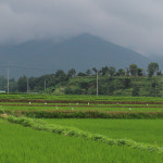 25년산 햅쌀 농협 유기농 쌀 20kg 상등급 단일품종 당일도정 이유식 백미 농부와 우렁이 : 파인드네이처