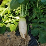 24년 국산 햇 무농약 봄 무 3kg 5kg 10kg 김장 무우 동치미 : 더씽씽