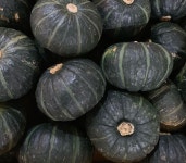 제주향기농장 미니 밤호박 미니 단호박 보우짱 5kg 10kg : 제주향기농장